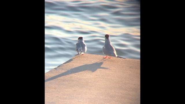 Common Tern - ML646812139