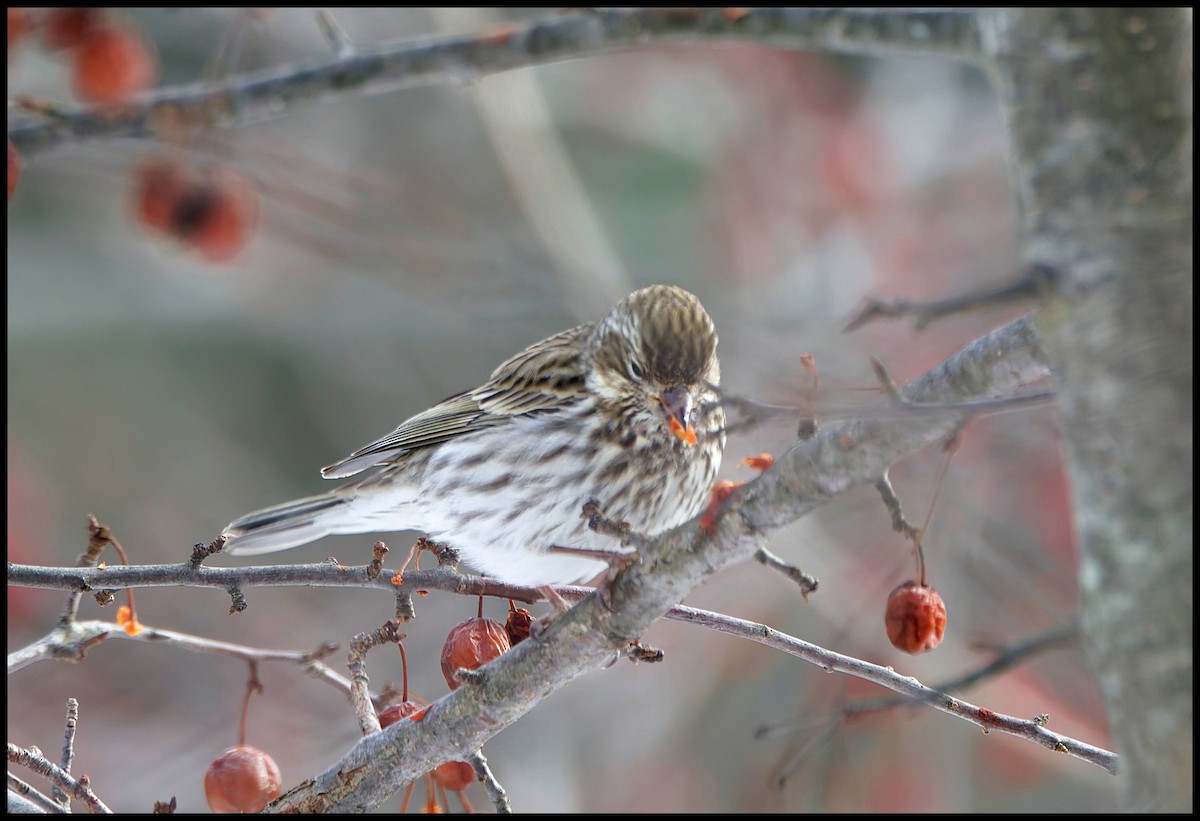 Cassin's Finch - ML646812143