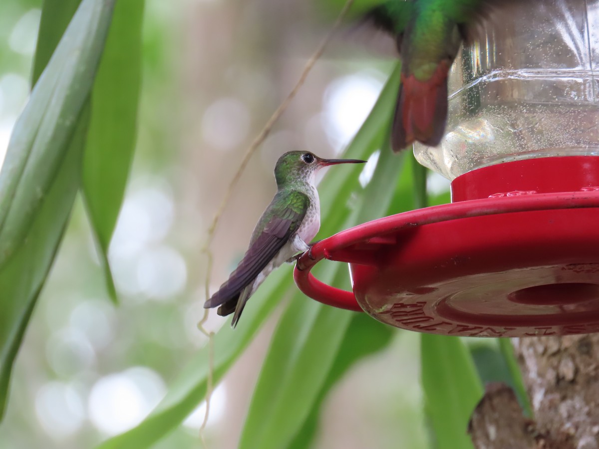 White-bellied Emerald - ML646812144