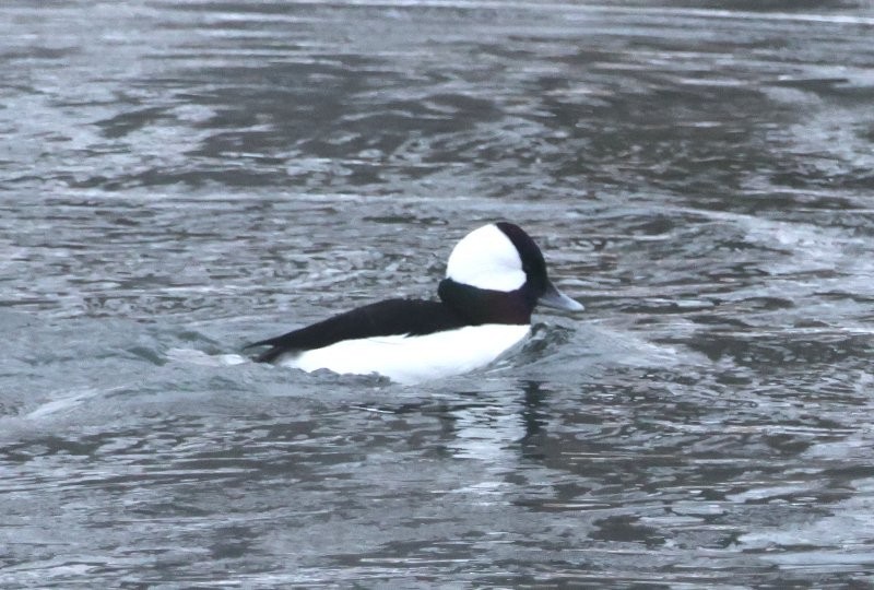 Bufflehead - ML646812145