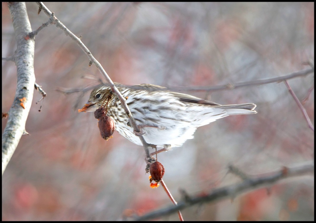 Cassin's Finch - ML646812147