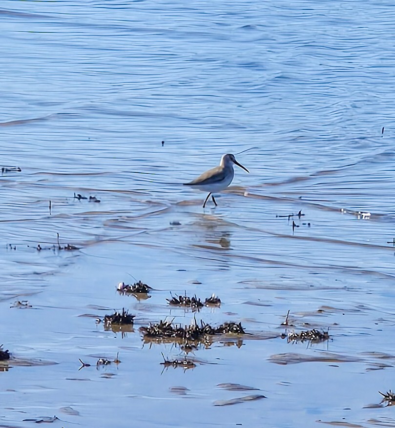 Alpenstrandläufer - ML646812149