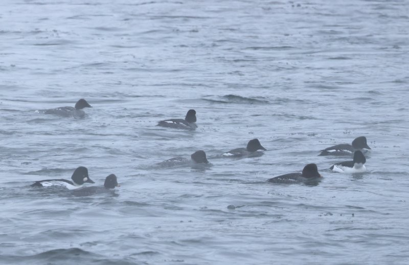 Quattrocchi - ML646812159