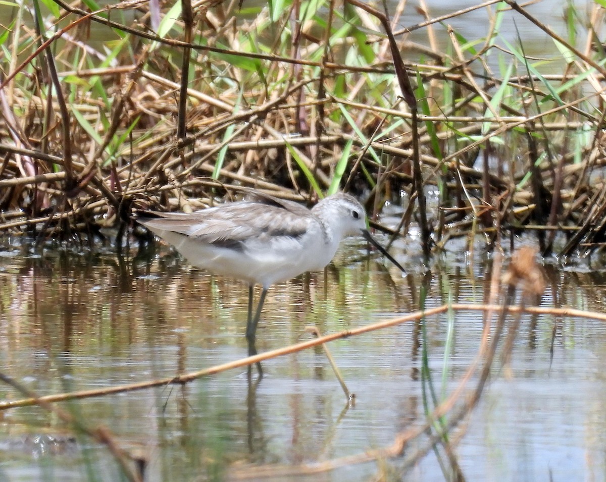 Marsh Sandpiper - ML646812167