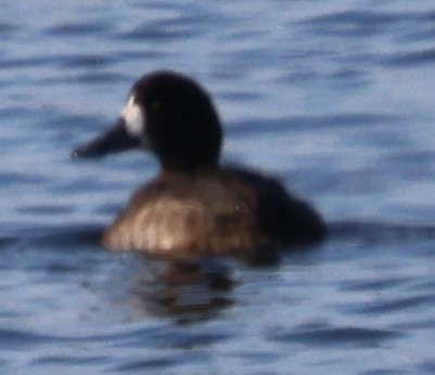 Porrón Bastardo - ML646812168