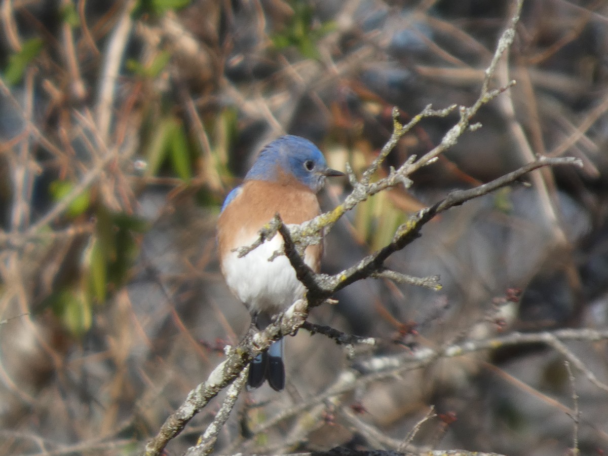 salašník modrý - ML646812170