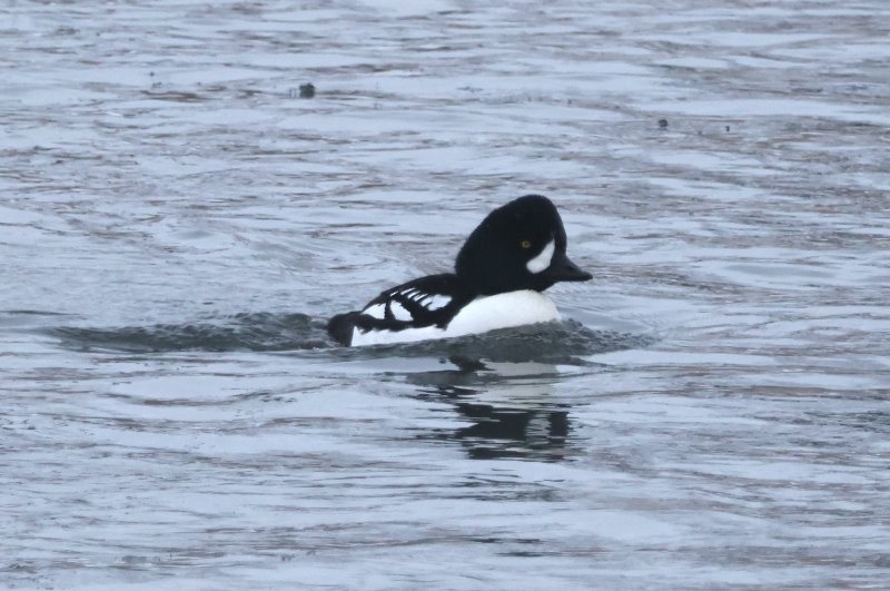 Barrow's Goldeneye - ML646812171
