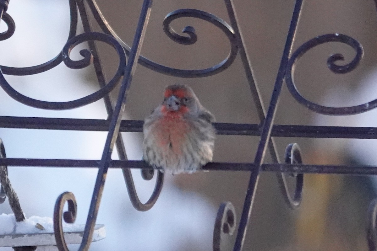 メキシコマシコ - ML646812177