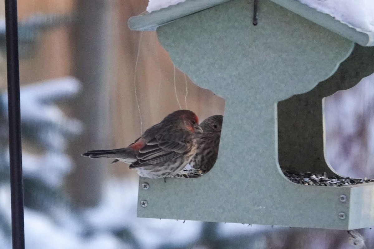 メキシコマシコ - ML646812178