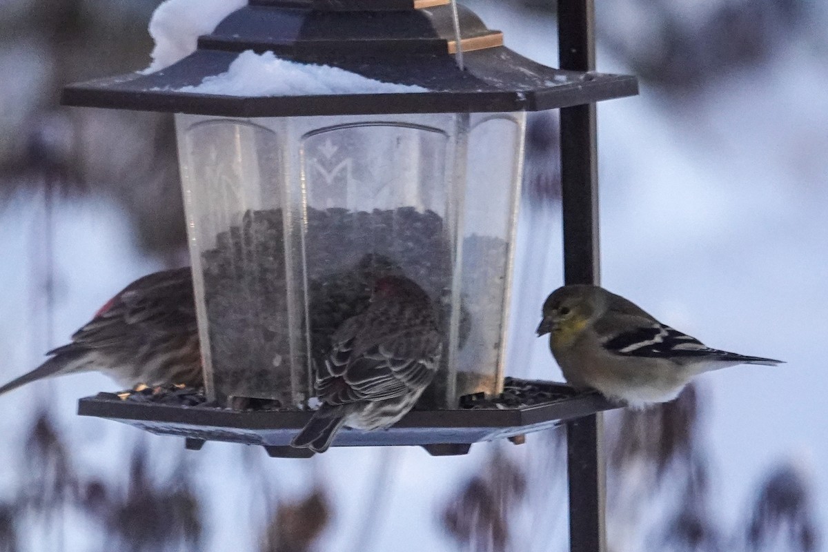 メキシコマシコ - ML646812179