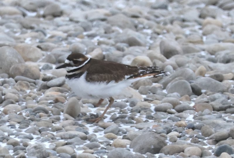 Killdeer - ML646812180