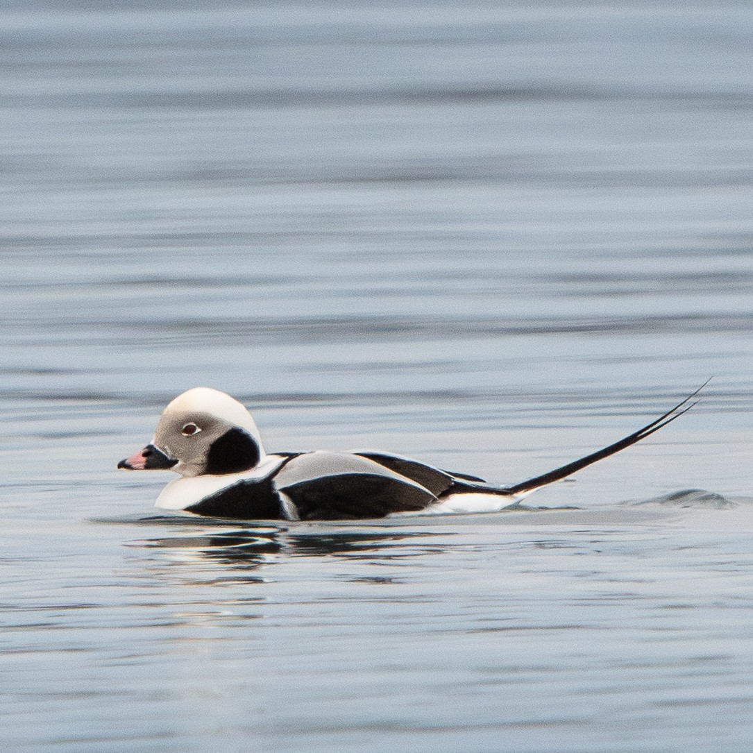 Long-tailed Duck - ML646812181