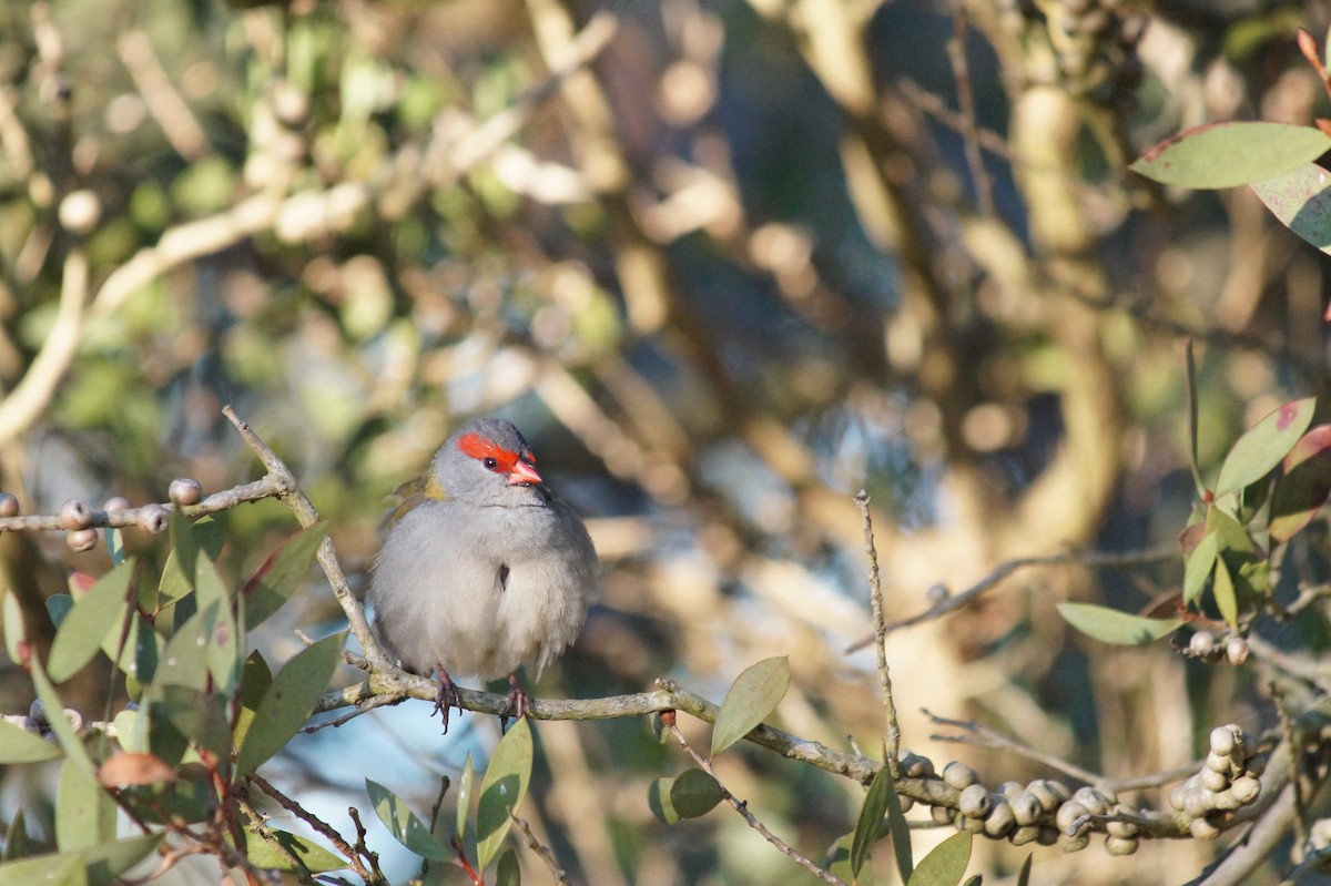 Red-browed Firetail - ML646812182