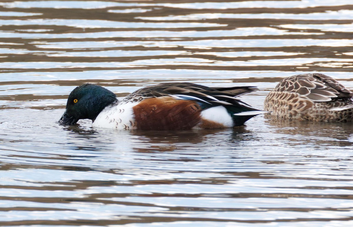 Northern Shoveler - ML646812183