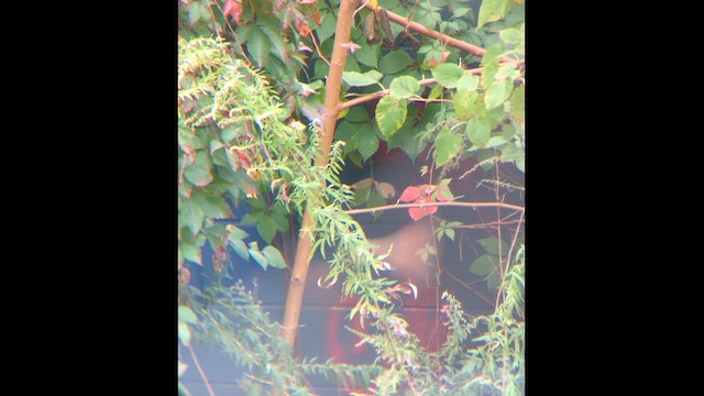 Coulicou à bec jaune - ML646812186