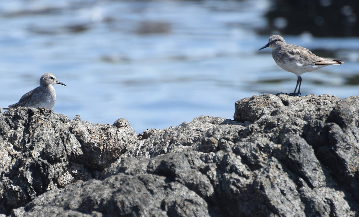 Бонапартов песочник - ML646812190