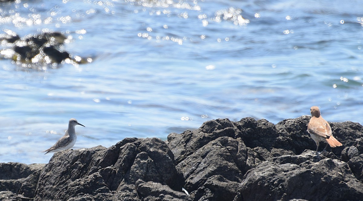 Бонапартов песочник - ML646812191