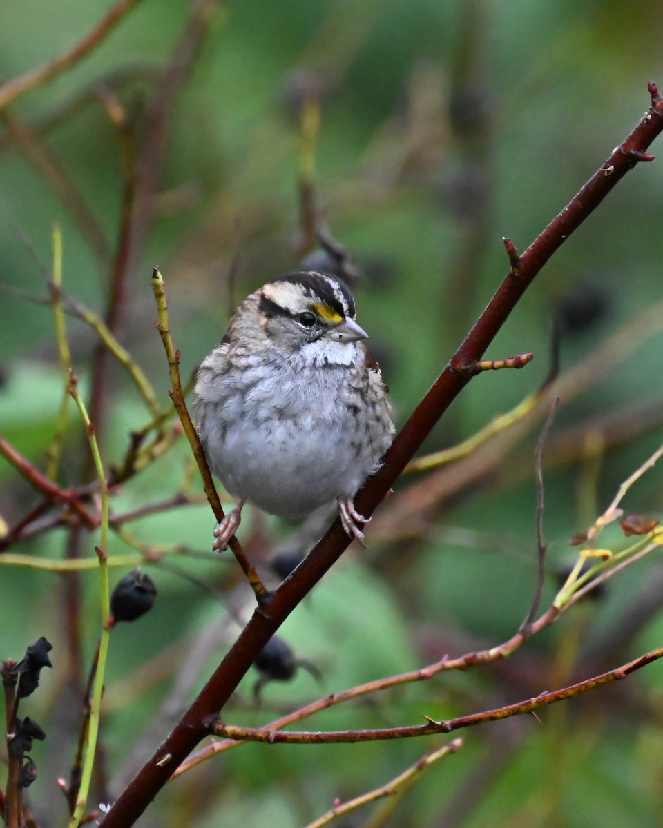 White-throated Sparrow - ML646812201