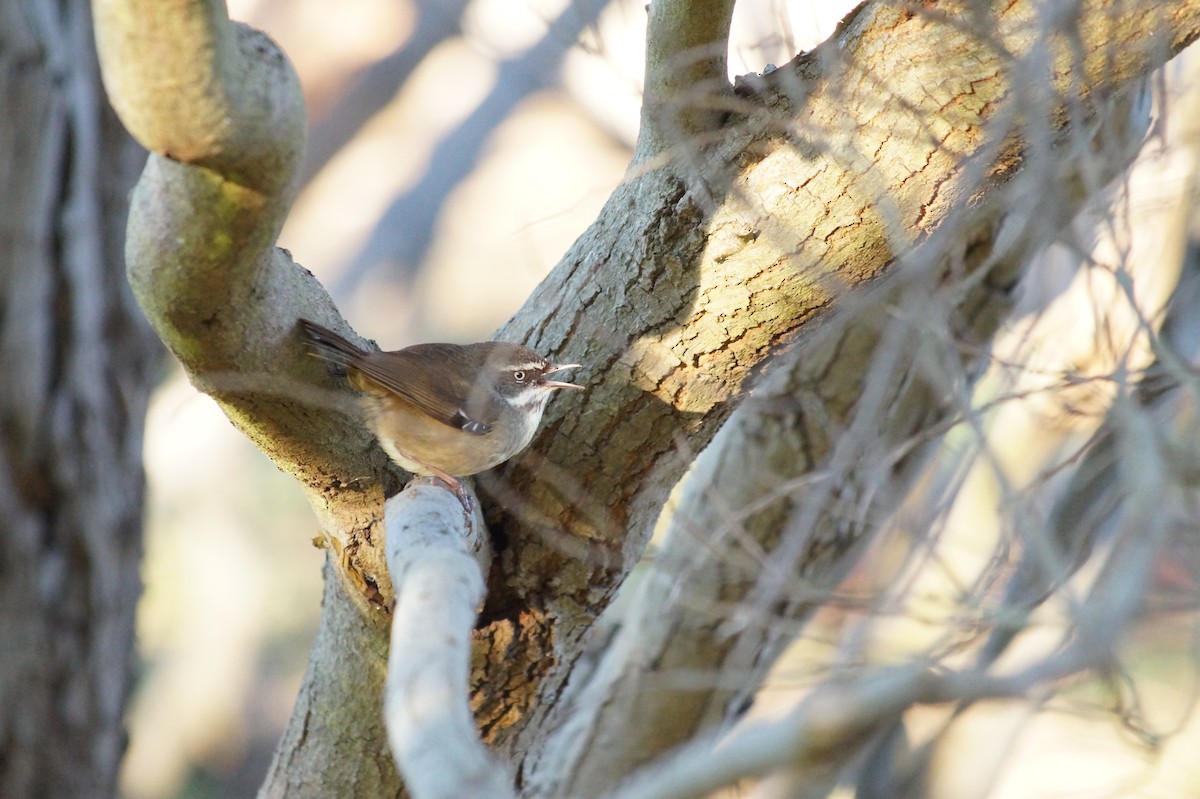 White-browed Scrubwren - ML646812203