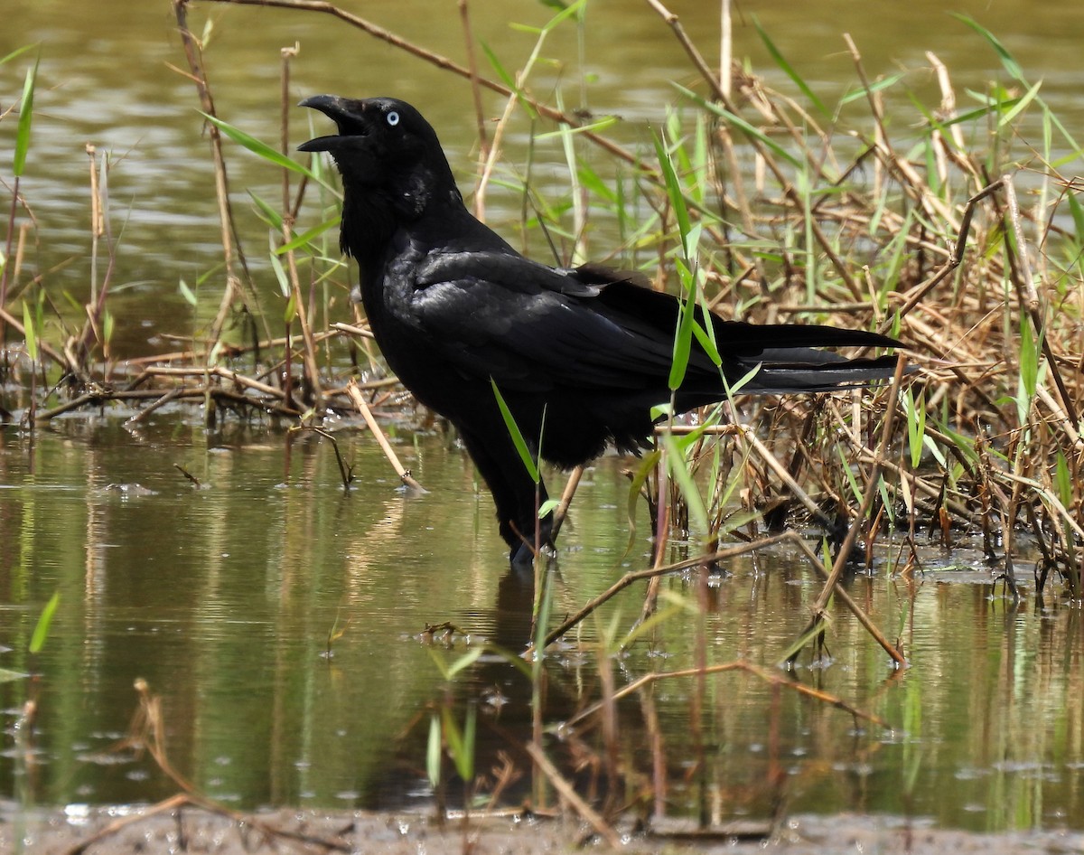 Australian Raven - ML646812204