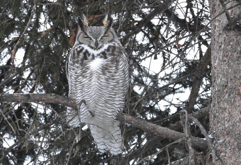 Great Horned Owl - ML646812205