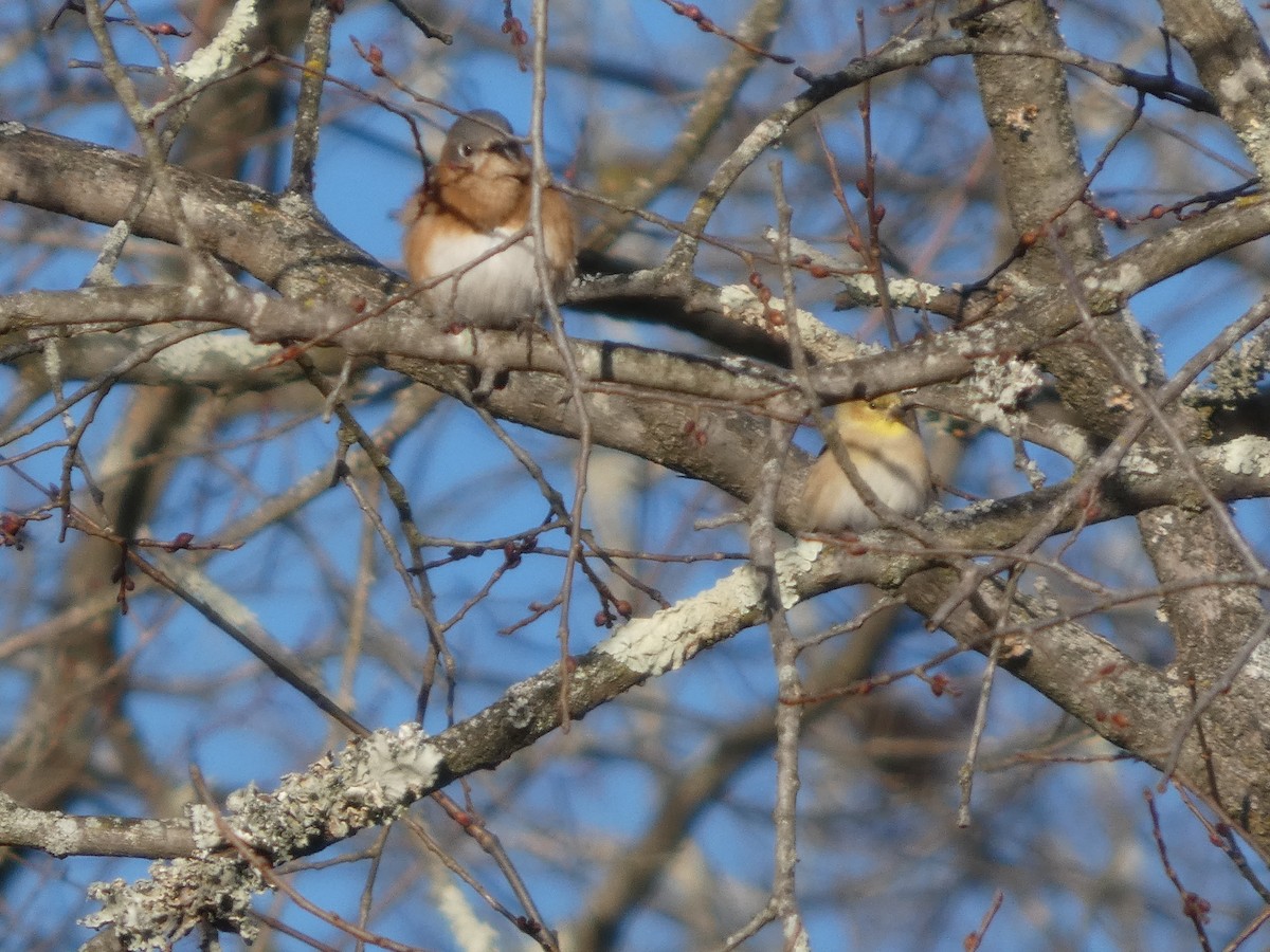 salašník modrý - ML646812206