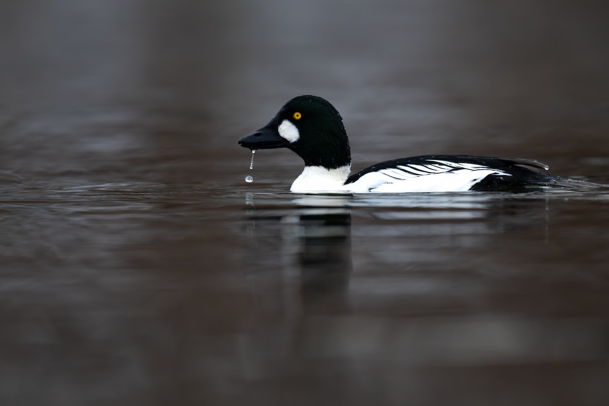 Common Goldeneye - ML646812207