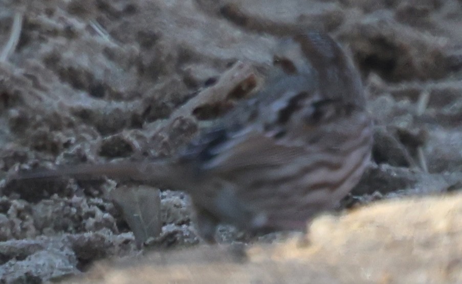 Chingolo Cantor - ML646812208