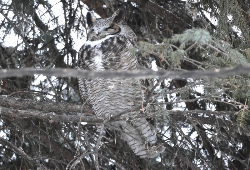 Great Horned Owl - ML646812209
