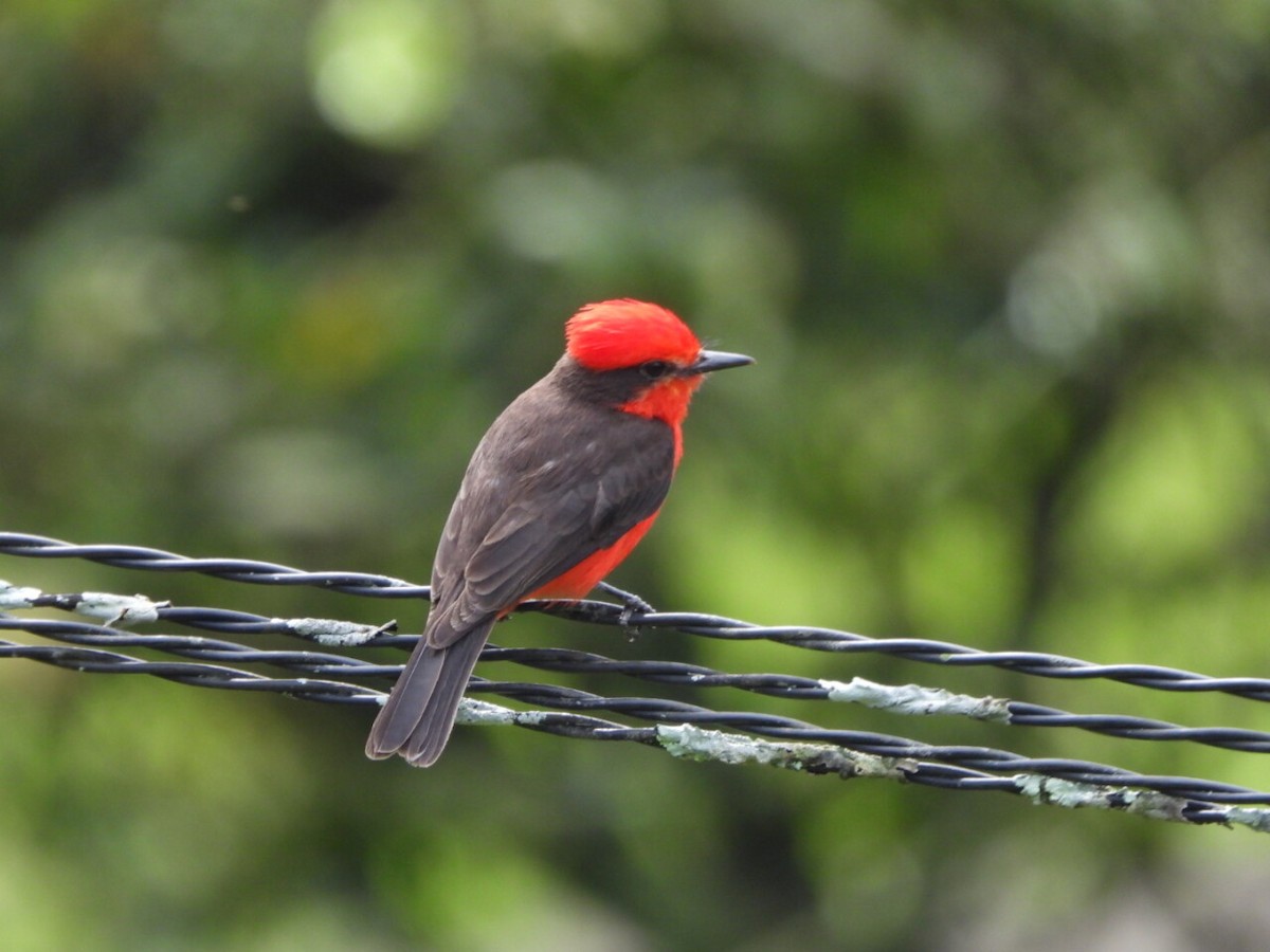 Vermilion Flycatcher - ML646812212