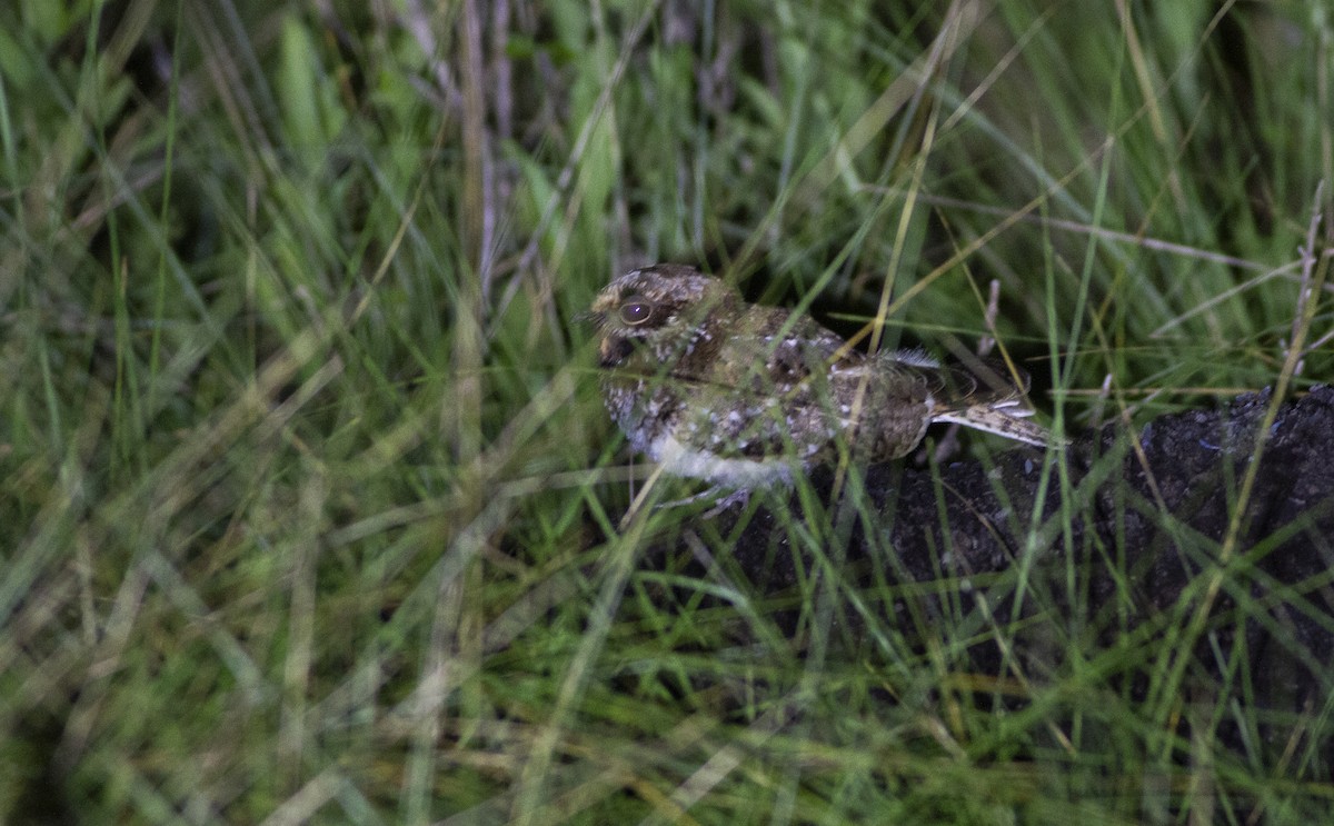 White-winged Nightjar - ML646812217