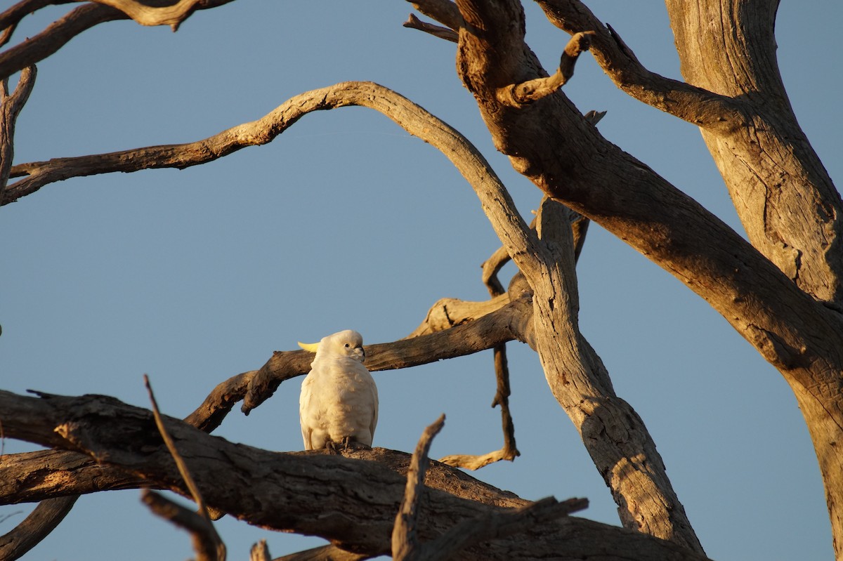 Sulphur-crested Cockatoo - ML646812218