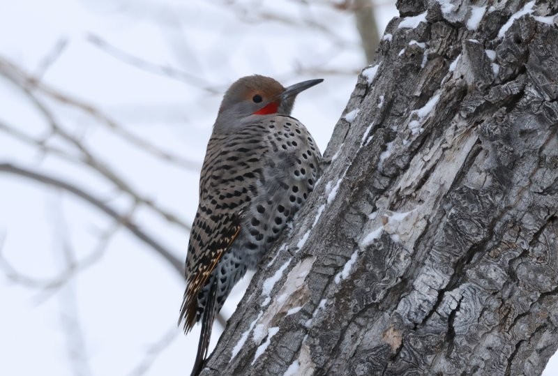 Northern Flicker - ML646812219