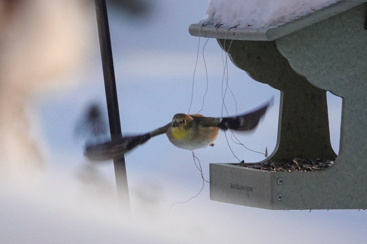 オウゴンヒワ - ML646812221