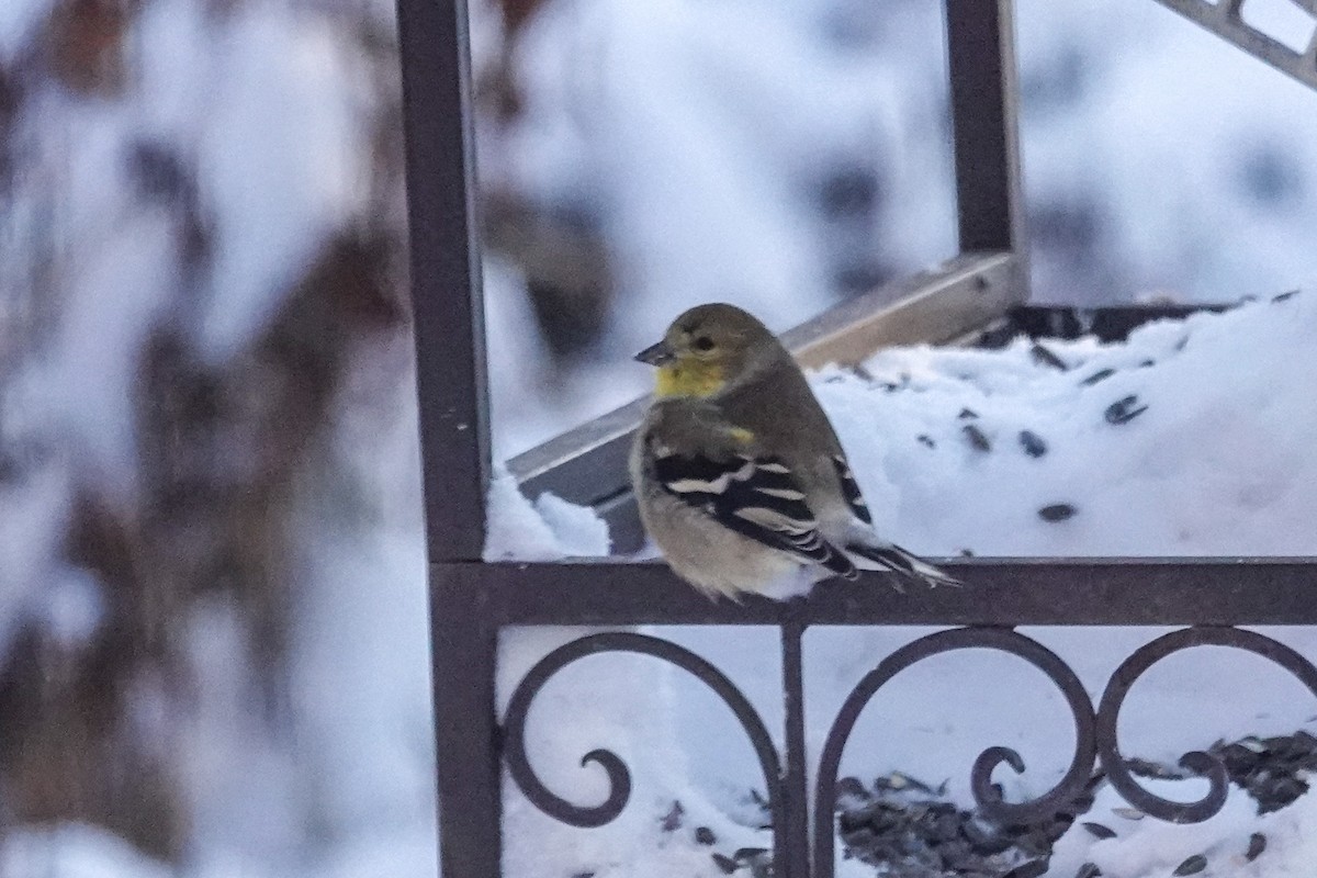 オウゴンヒワ - ML646812222