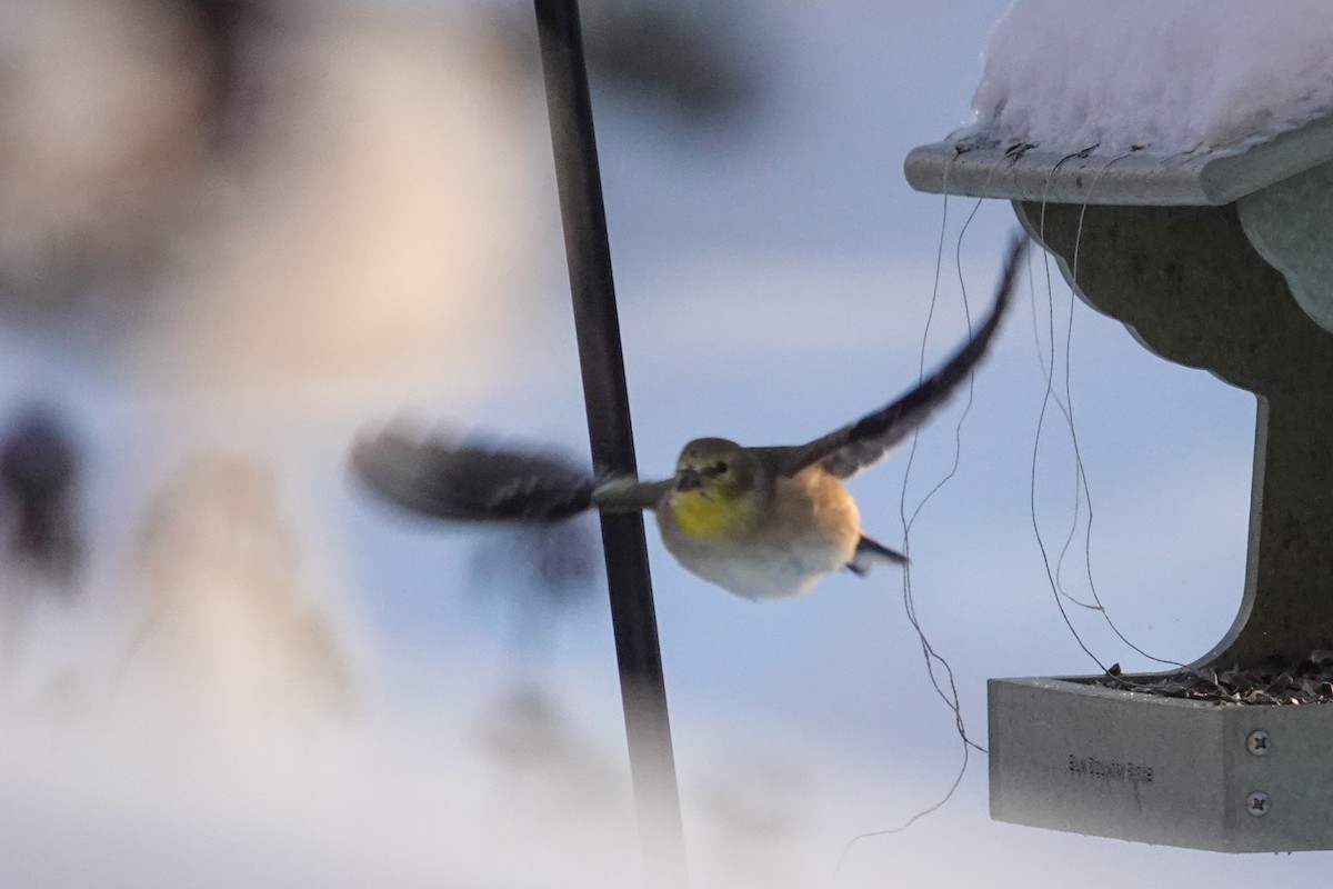 オウゴンヒワ - ML646812223