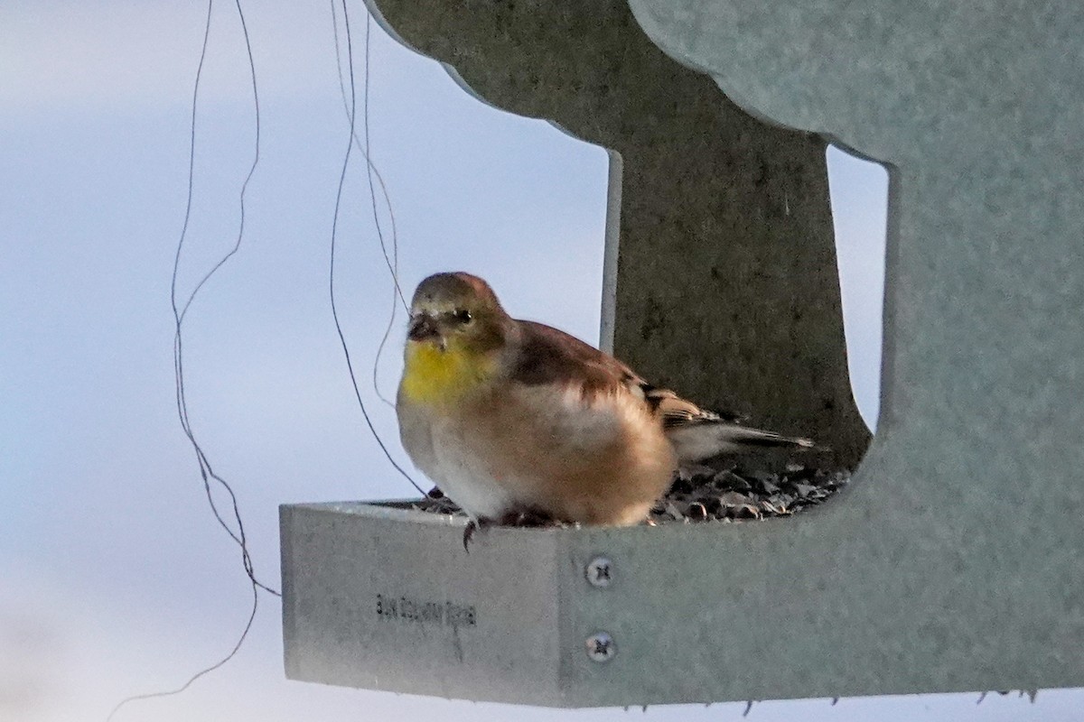 オウゴンヒワ - ML646812224