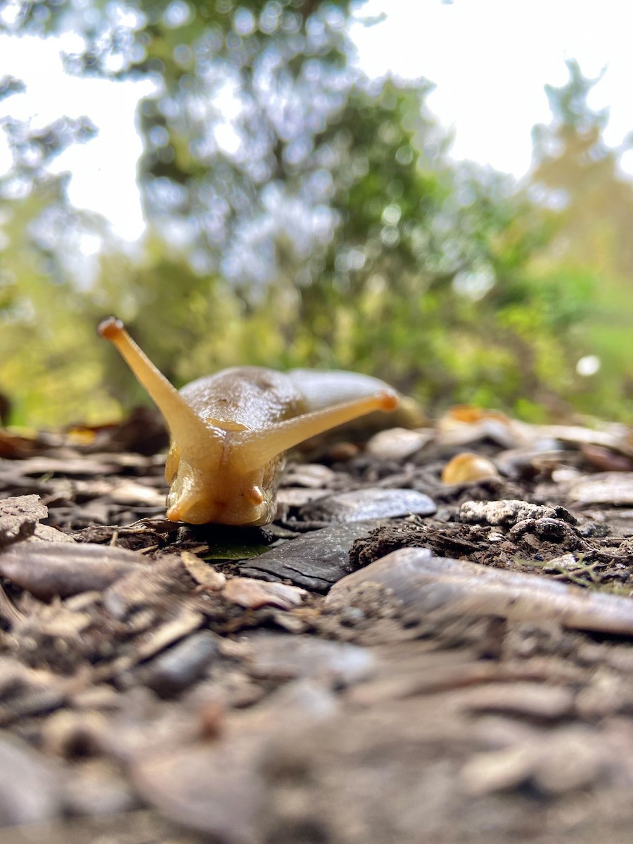 Animals - ML646812227