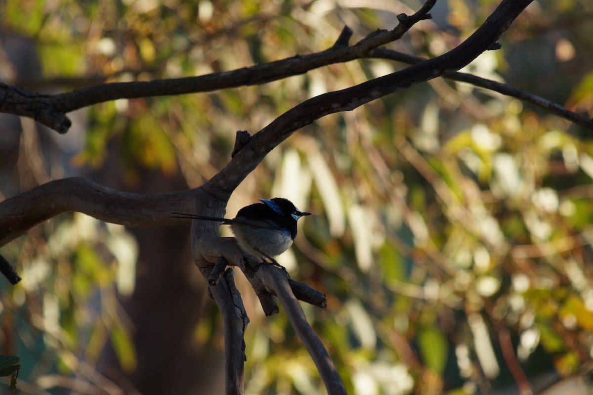 Superb Fairywren - ML646812229