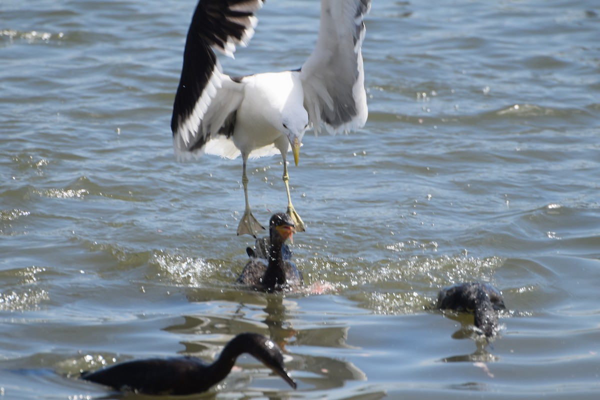 Kelp Gull - ML646812237