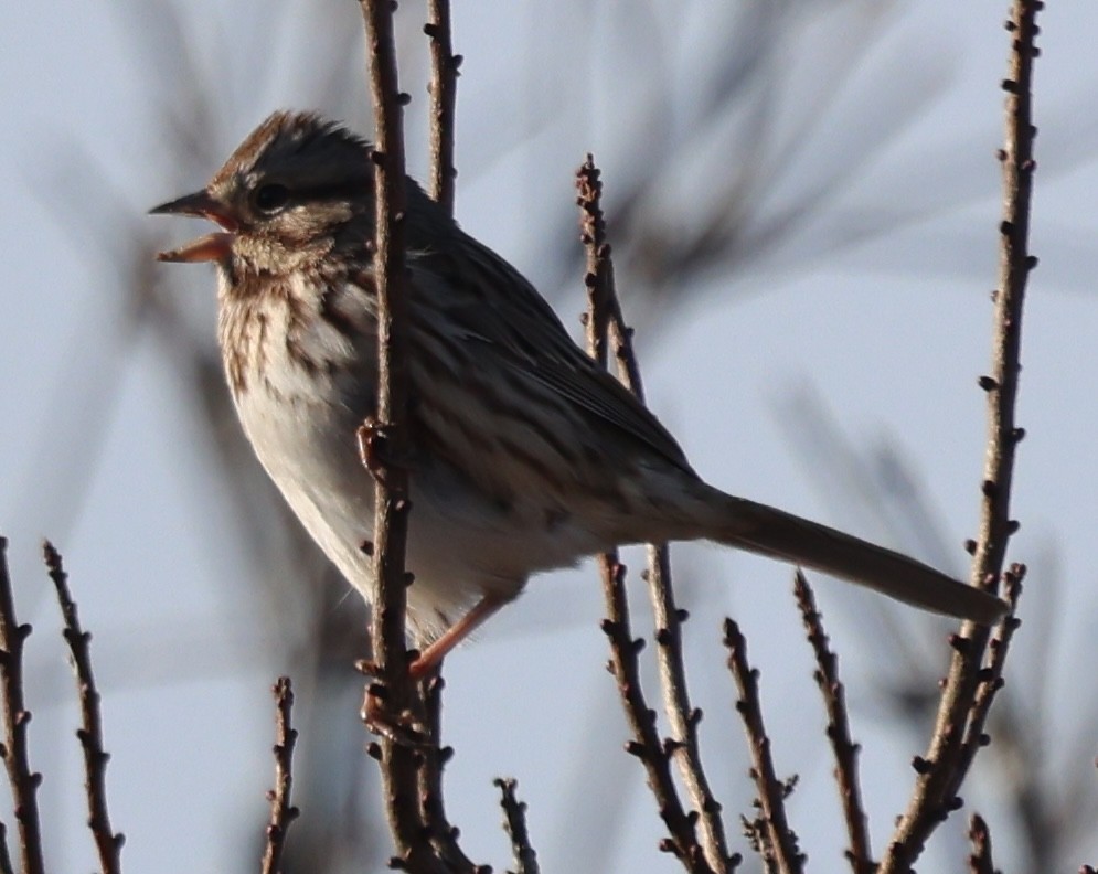 Chingolo Cantor - ML646812238