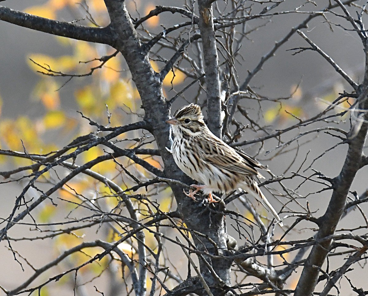 Savannah Sparrow - ML646812240