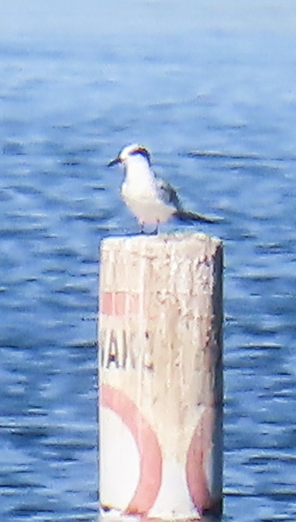 Forster's Tern - ML646812244