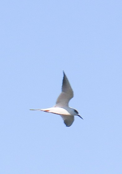 Forster's Tern - ML646812245
