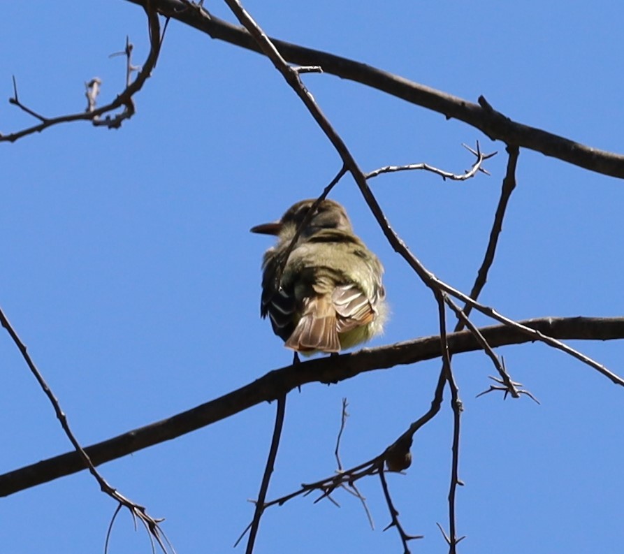 オオヒタキモドキ - ML646812247