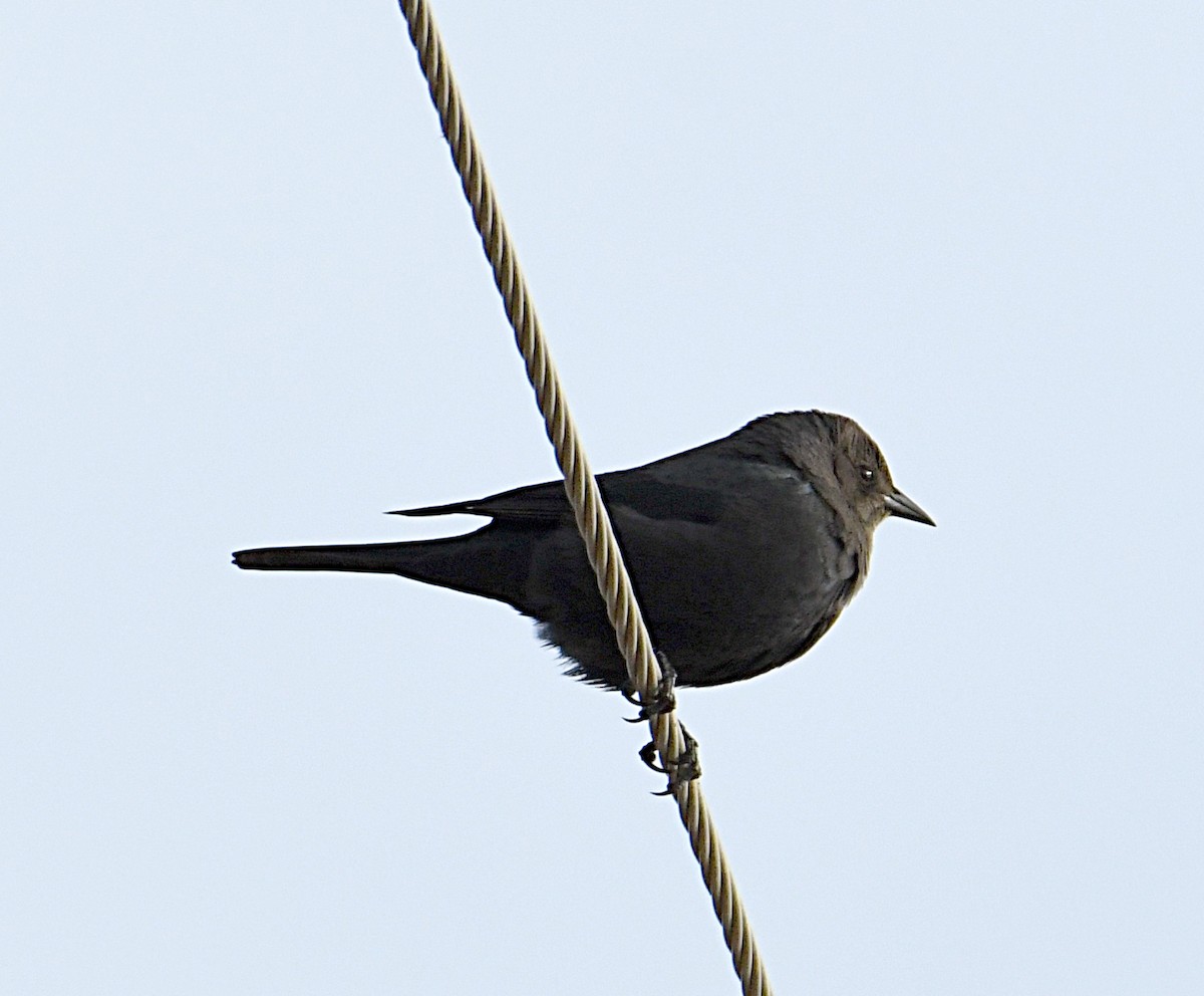 Brewer's Blackbird - ML646812248