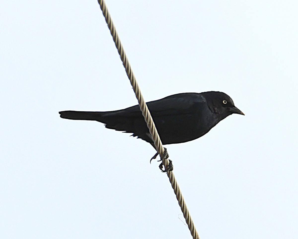 Brewer's Blackbird - ML646812249
