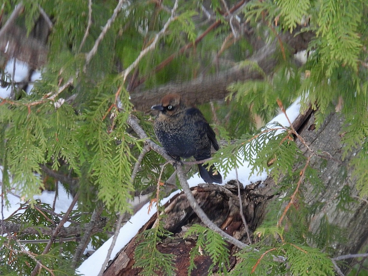Rusty Blackbird - ML646812250