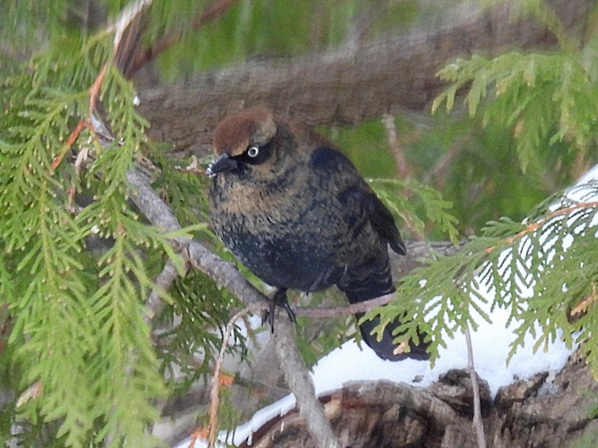 Rusty Blackbird - ML646812251