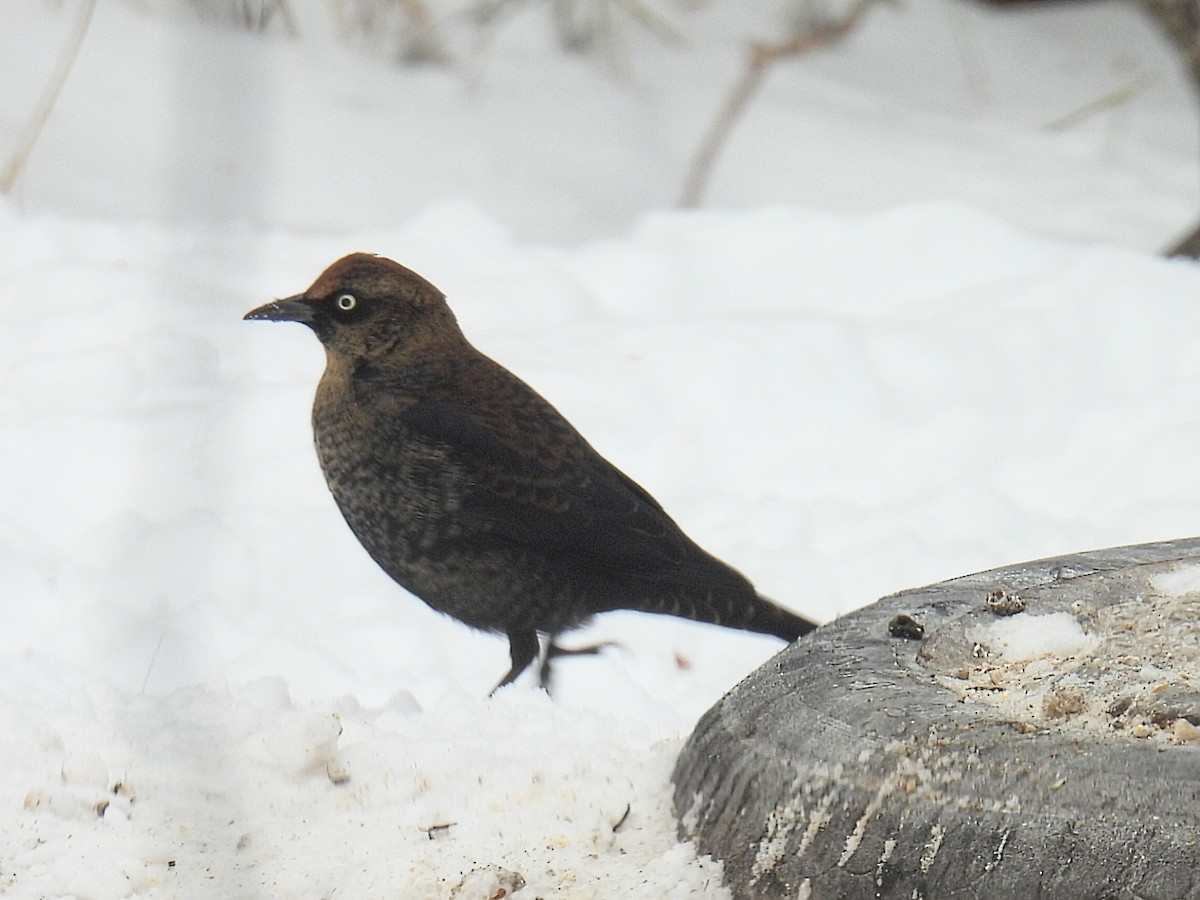 Rusty Blackbird - ML646812252